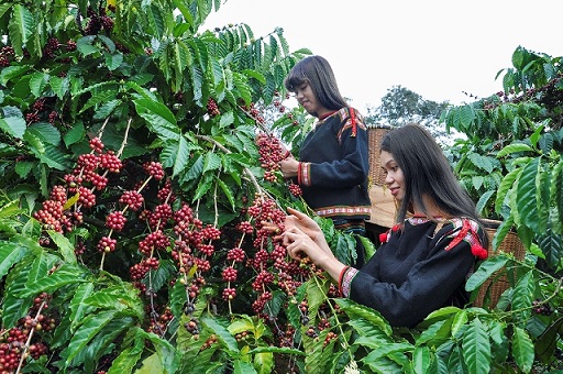 第3回ベトナムコーヒーデー、ザライ省で12月8日から開催 13