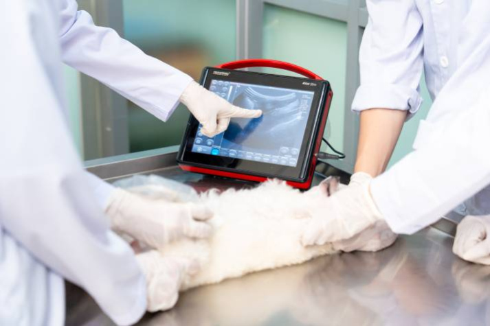 [Hướng nghiệp 2026] [Video] Ngành Thú y HUTECH đón đầu xu hướng chăm sóc sức khỏe động vật trong xã hội hiện đại 35