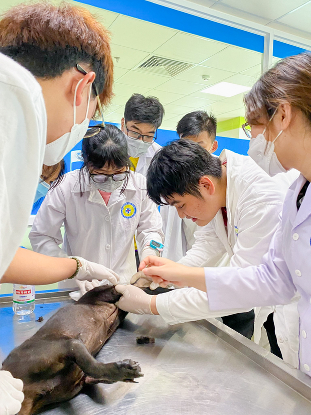 Sinh viên Khoa Thú y - Chăn nuôi tập huấn “Điều trị huyết học - Truyền máu trên thú nhỏ” 47