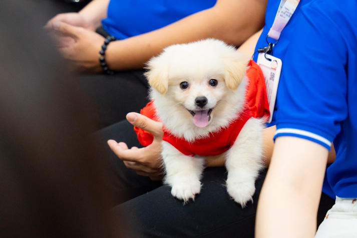 [Video] Hàng trăm thú cưng được thăm khám, tiêm vaccine phòng bệnh tại ngày hội “Chăm sóc sức khỏe thú cưng” HUTECH 142