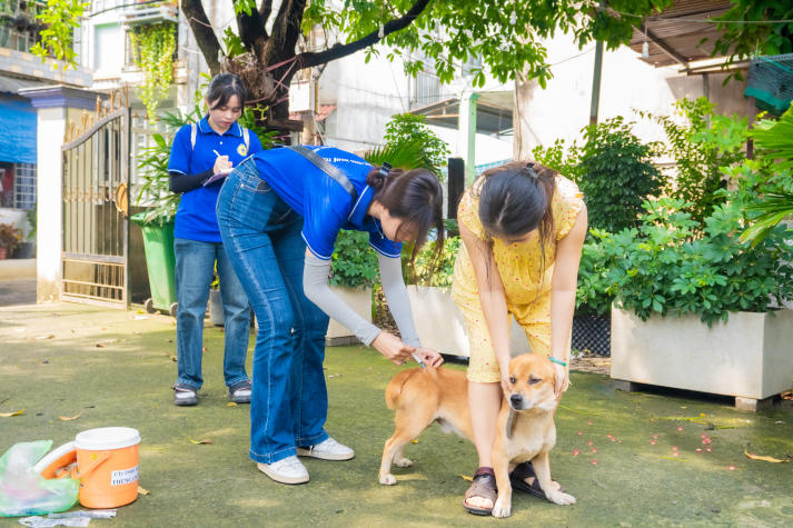 Sôi nổi và đầy nhiệt huyết, sinh viên Khoa Thú y - Chăn nuôi tham gia tiêm phòng dịch bệnh động vật tại Quận 12 và Gò Vấp 71