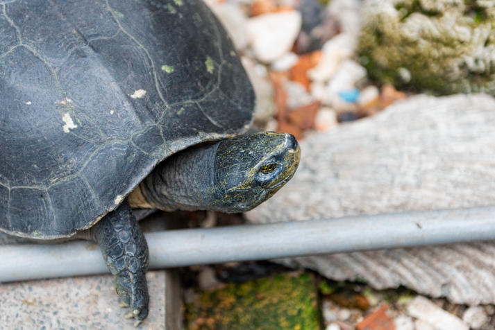 Thêm kiến thức về vốn cổ dân tộc Hoa cho sinh viên ngành Thiết kế đồ họa HUTECH 81