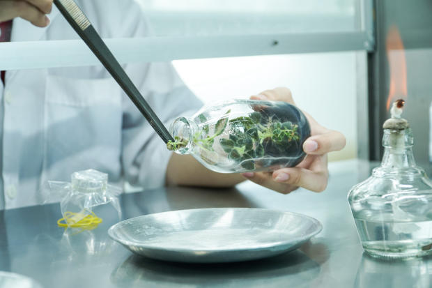 Viện Khoa học Ứng dụng HUTECH khởi động cuộc thi Nuôi cấy mô tế bào thực vật với 20 đội tranh tài 80