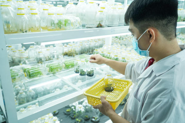 Viện Khoa học Ứng dụng HUTECH khởi động cuộc thi Nuôi cấy mô tế bào thực vật với 20 đội tranh tài 92
