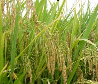 Các nhà khoa học đặt lộ trình cải thiện năng suất của lúa gạo 3