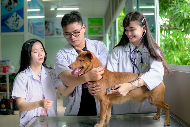 Chăn nuôi thú y làm việc như thế nào trong phòng chống dịch bệnh?
